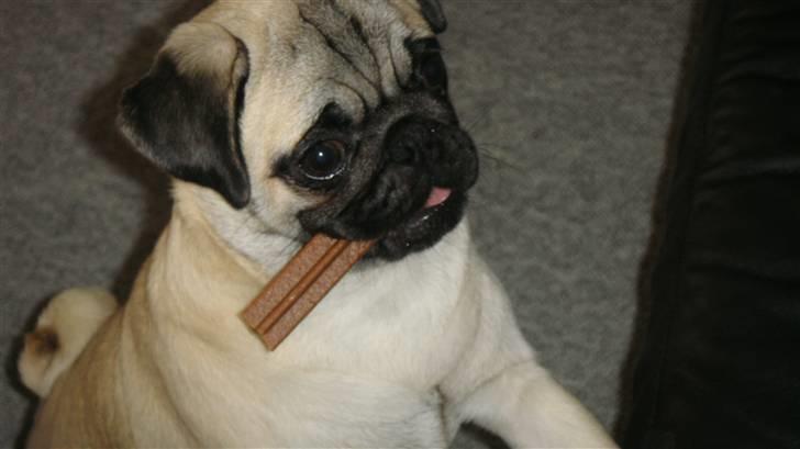 Mops Daisy - det mig Daisy med min tandrenser! ;D billede 1