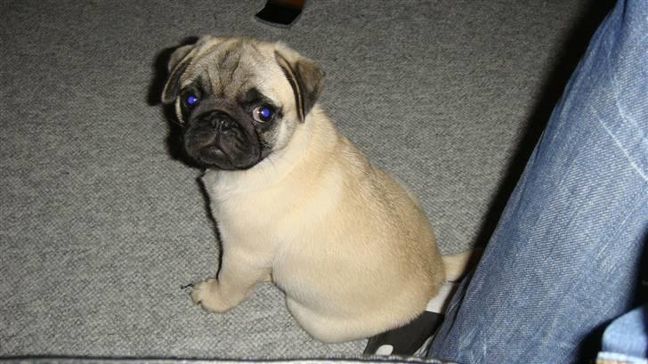 Mops Daisy - er det mig I kigger på?! billede 2