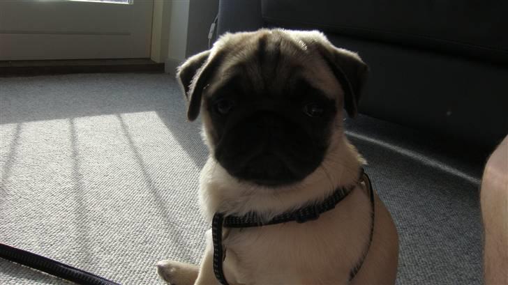 Mops Daisy billede 3