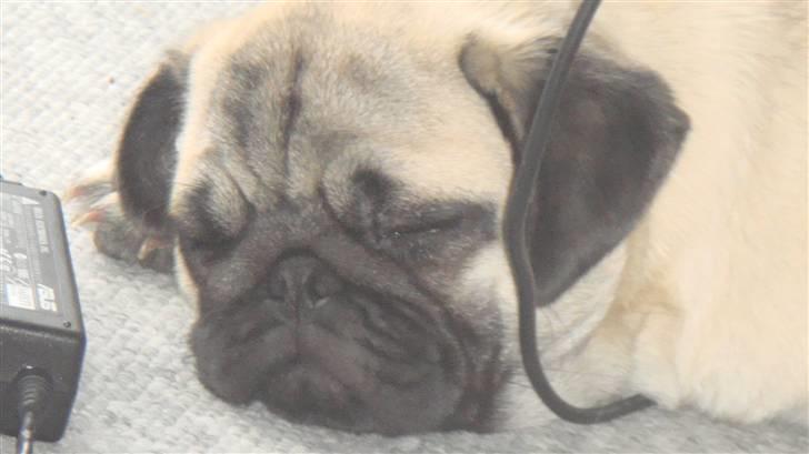 Mops Daisy - *snork* billede 4