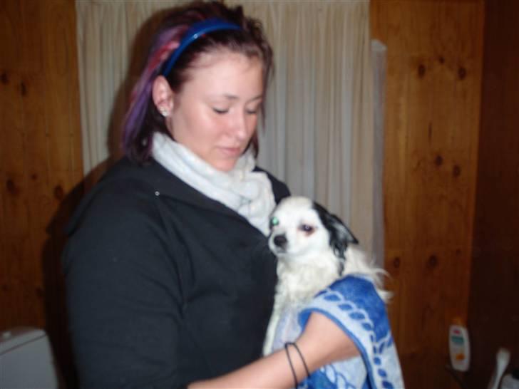 Chihuahua Bailey - Bailey der bliver tørret efter badet :D billede 15