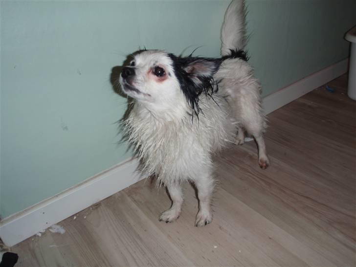 Chihuahua Bailey - Meget våd Bailey!! der ikke føler sig specielt mandig :b billede 16