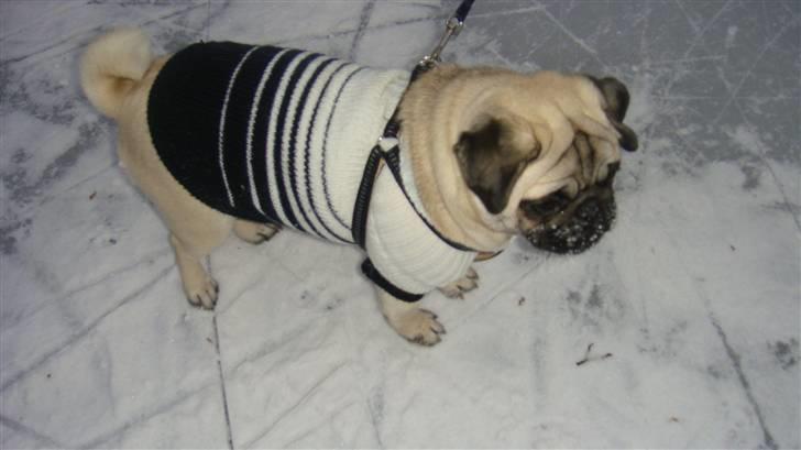 Mops Daisy - Daisy på glatis! Daisy´s første vinter! billede 5