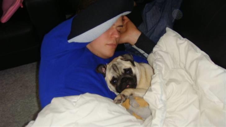 Mops Daisy - Sover lige med far! billede 6