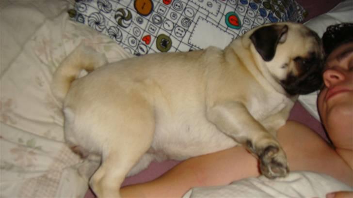 Mops Daisy billede 7