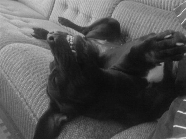 Blanding af racer Sponsi billede 16