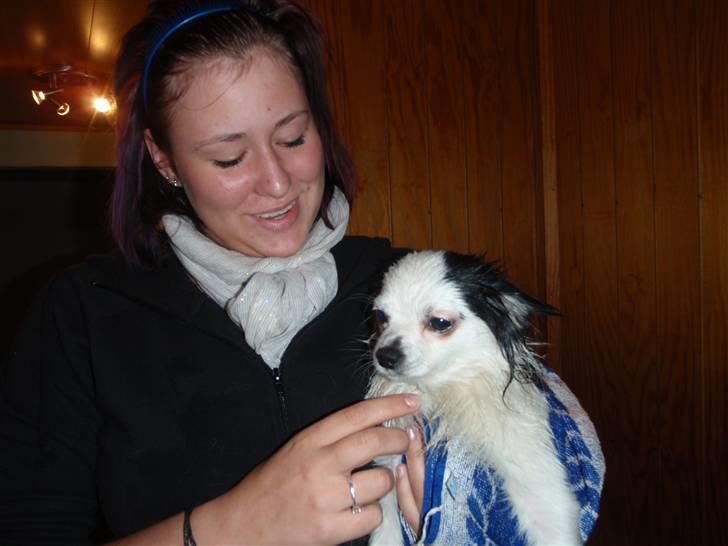 Chihuahua Bailey - Bailey der bliver tørret efter badet :D billede 17