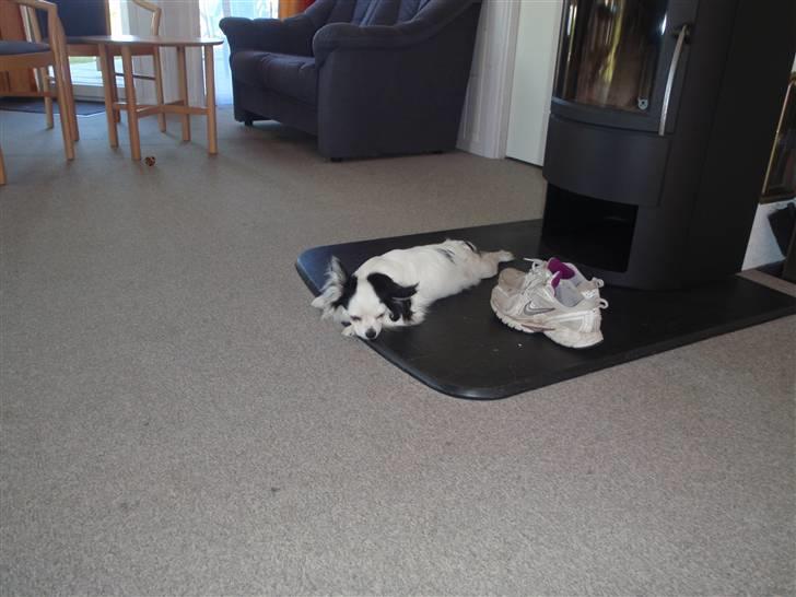 Chihuahua Bailey - En lille lur :) billede 18