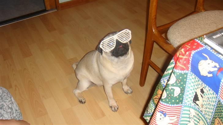 Mops Daisy billede 8