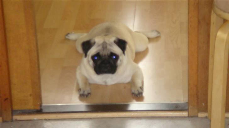 Mops Daisy - jeg slapper lige af foran køkkenet.. aghh... Mon jeg får noget mad?! billede 9