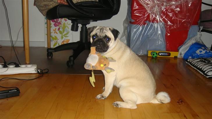 Mops Daisy - Ingen skal tag min bamse!! billede 10