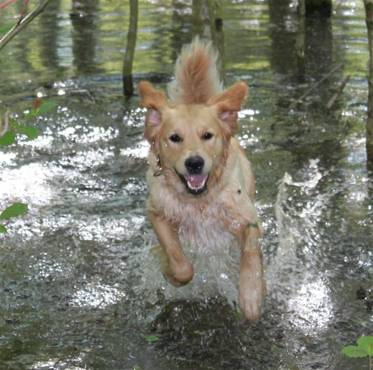 Golden retriever Shadowfax Wanissa Sheila - En ikke planlagt tur i en skovsø, 1 år og 8 mdr. billede 1