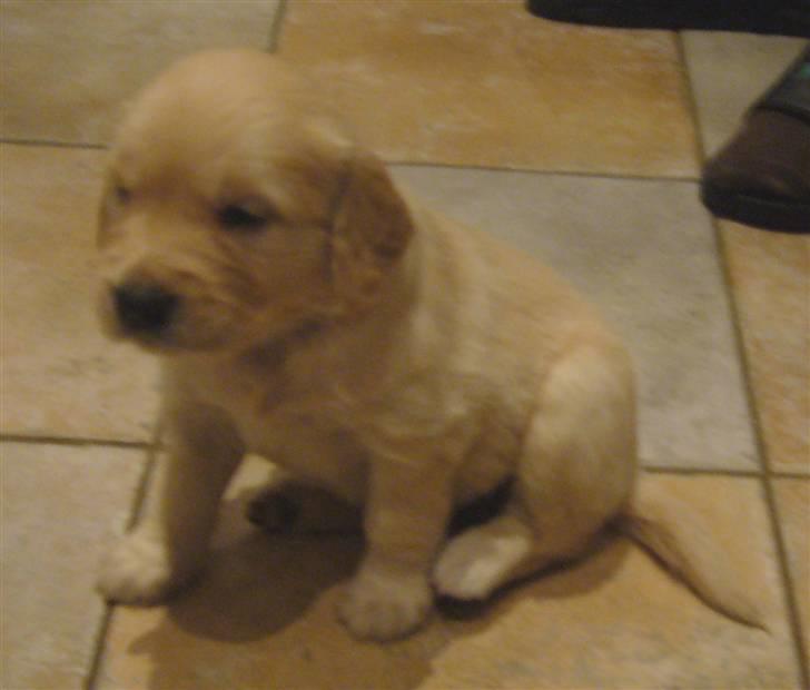 Golden retriever Shadowfax Wanissa Sheila - 30 dage gammel billede 2