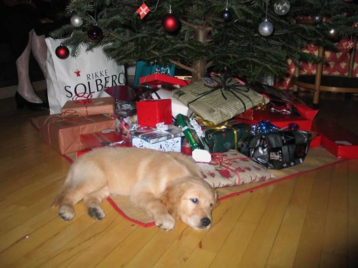 Golden retriever Shadowfax Wanissa Sheila - 1. juleaften, 3 mdr. gammel billede 3