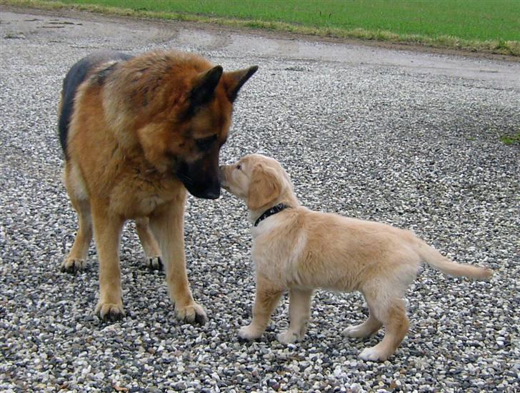 Golden retriever Shadowfax Wanissa Sheila - Sheila siger hej til Aquilla,  billede 4