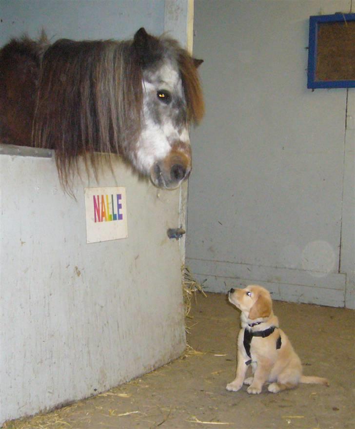 Golden retriever Shadowfax Wanissa Sheila - Siger hej til Nalle billede 5