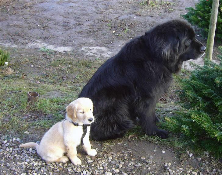 Golden retriever Shadowfax Wanissa Sheila - Ude at fælde juletræ, da der blev tændt en motorsav gjorde hun hvad Jiny gjorde... billede 6