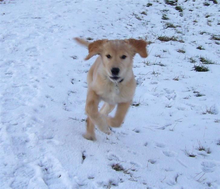 Golden retriever Shadowfax Wanissa Sheila - 17 uger, indkald i sneen billede 7