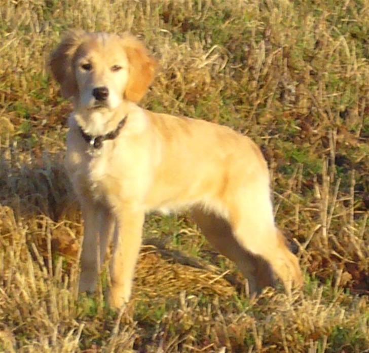 Golden retriever Shadowfax Wanissa Sheila - 20 uger gammel billede 8