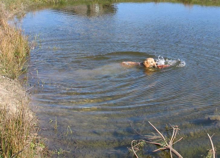 Golden retriever Shadowfax Wanissa Sheila - Den første rigtige svømmetur, 26 uger billede 9