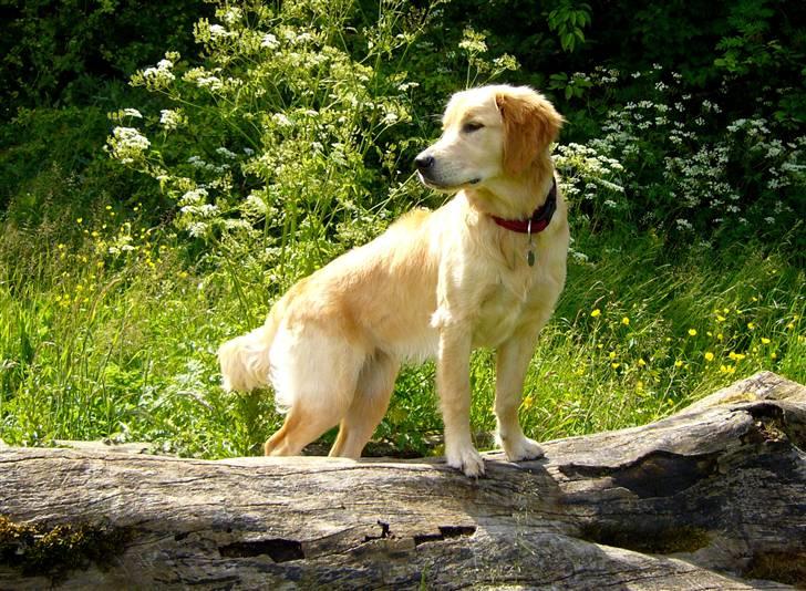 Golden retriever Shadowfax Wanissa Sheila - 8 mdr. billede 10