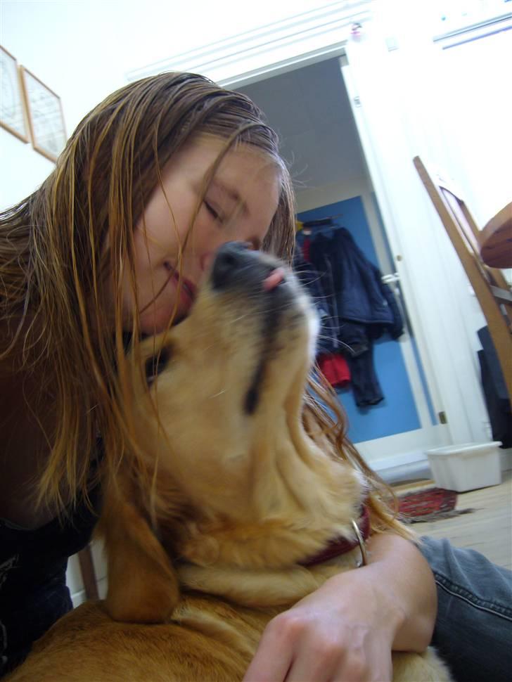 Golden retriever Shadowfax Wanissa Sheila - Hygge...1 år gammel billede 11