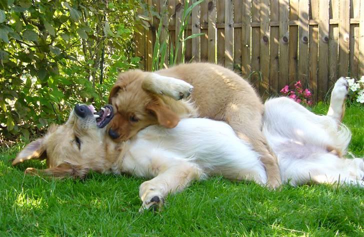 Golden retriever Shadowfax Wanissa Sheila - Så leges der med Soey, da hun var lille billede 12