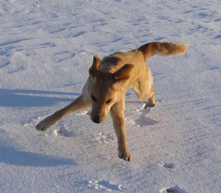 Golden retriever Shadowfax Wanissa Sheila - Sne er altid sjovt, 1 år og 3 mdr. billede 13