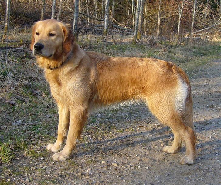 Golden retriever Shadowfax Wanissa Sheila - Så har den kære vuf været i vandet igen... billede 14