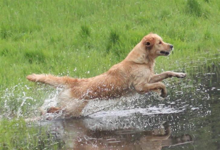 Golden retriever Shadowfax Wanissa Sheila - Jubi, nogen der kan hentes i vandet billede 15