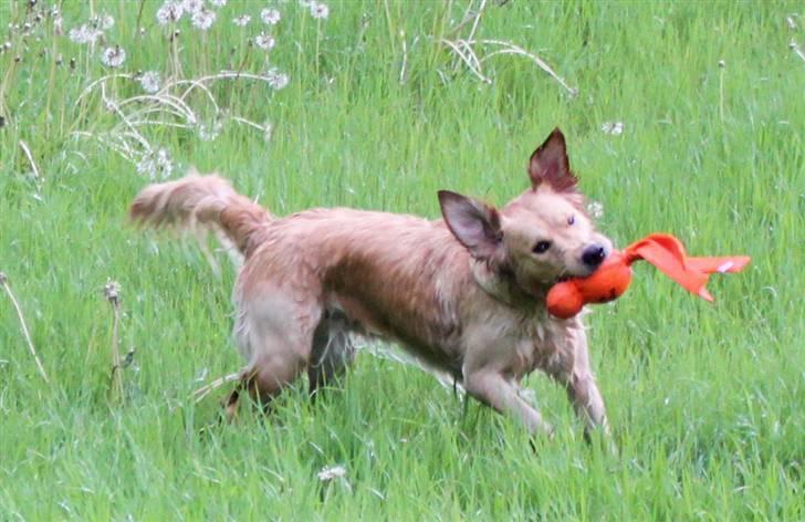 Golden retriever Shadowfax Wanissa Sheila - Fik den, og så skal man rystes billede 16