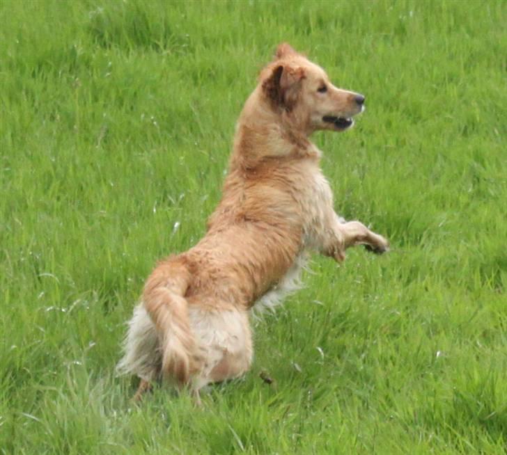 Golden retriever Shadowfax Wanissa Sheila - forventning... billede 17