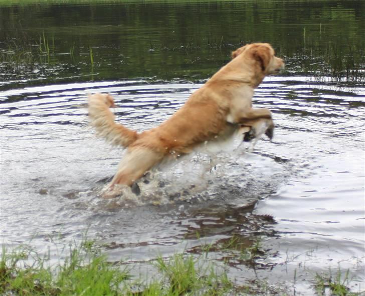 Golden retriever Shadowfax Wanissa Sheila - hopla, i vandet igen billede 18