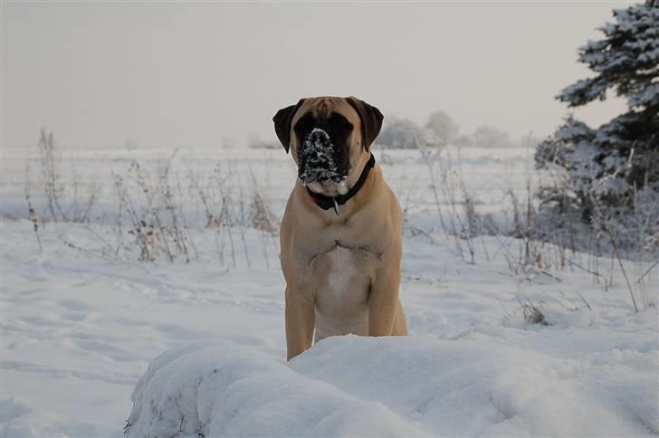 Bullmastiff Bullsaints' Duce Håkon billede 1
