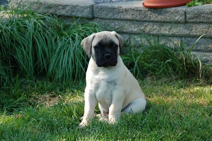 Bullmastiff Bullsaints' Duce Håkon billede 2