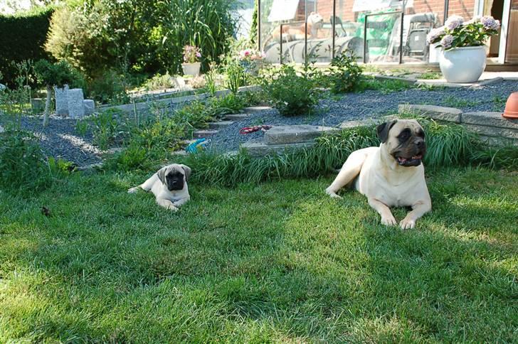 Bullmastiff Bullsaints' Duce Håkon billede 3