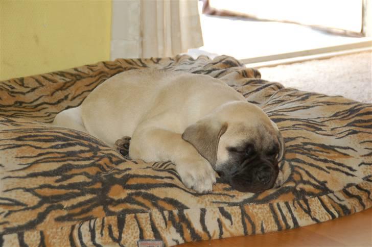 Bullmastiff Bullsaints' Duce Håkon billede 4