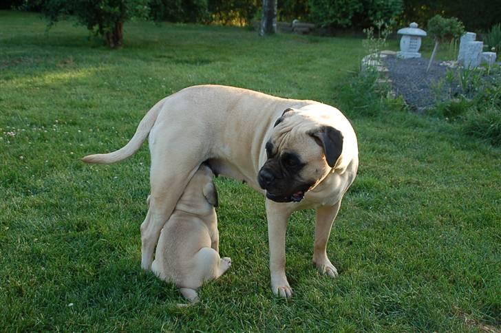 Bullmastiff Bullsaints' Duce Håkon billede 5