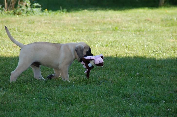 Bullmastiff Bullsaints' Duce Håkon billede 6