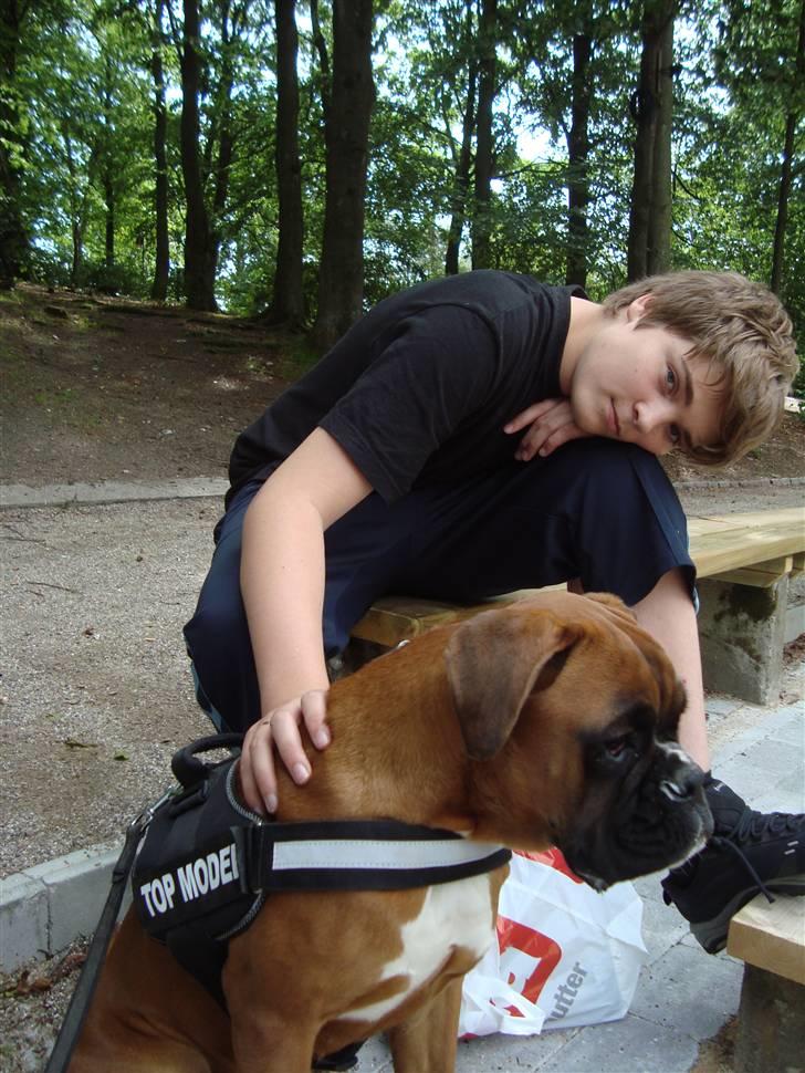 Boxer Roma billede 2