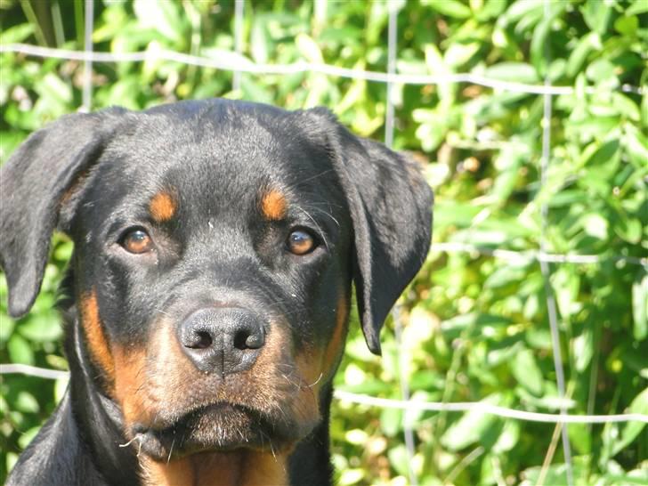 Rottweiler (Zakoda) Tyson billede 16