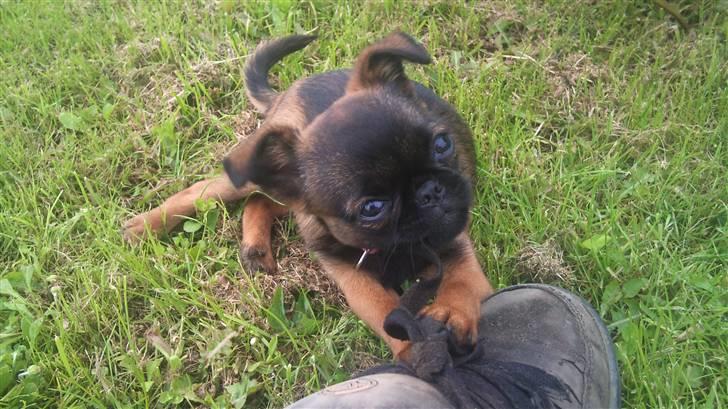 Griffon petit brabancon Mille billede 9