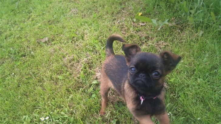 Griffon petit brabancon Mille billede 10