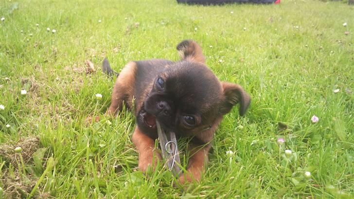 Griffon petit brabancon Mille billede 11