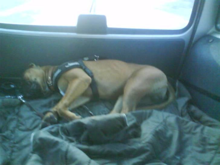 Boxer Tank billede 7