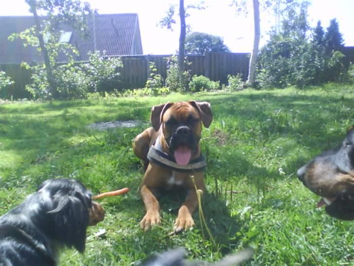 Boxer Tank billede 8