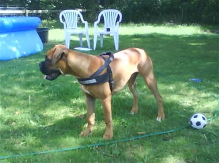 Boxer Tank billede 9