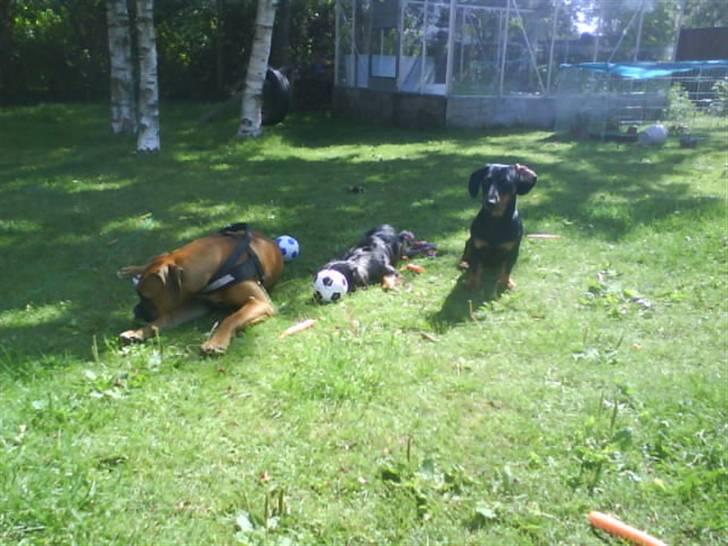 Boxer Tank billede 10