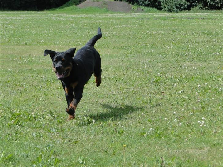 Rottweiler (Zakoda) Tyson billede 17