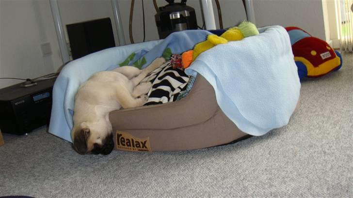 Mops Daisy - Jeg ligger godt sådan her.... ahh.... billede 11